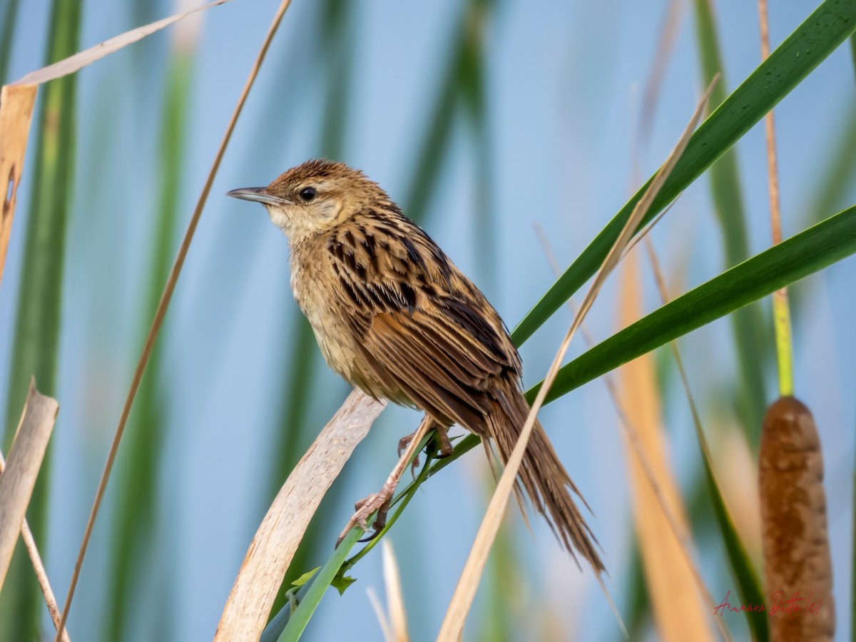 Striated Grassbird - ML638093619