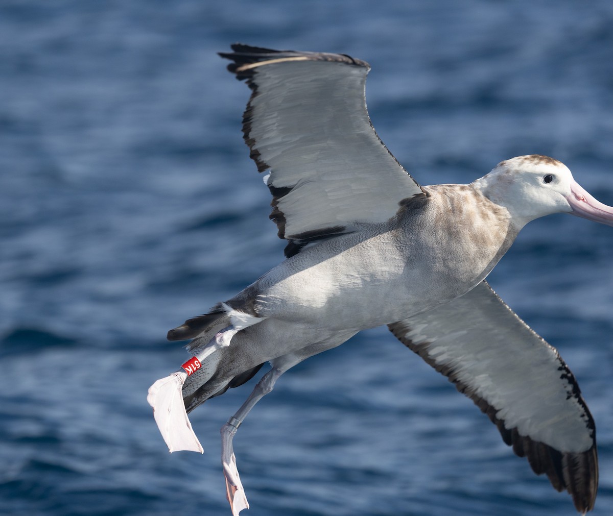 albatros jižní (ssp. gibsoni) - ML638093622