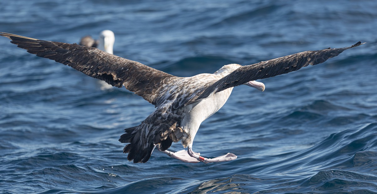 albatros jižní (ssp. gibsoni) - ML638093625