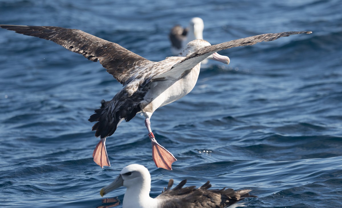 albatros jižní (ssp. gibsoni) - ML638093626