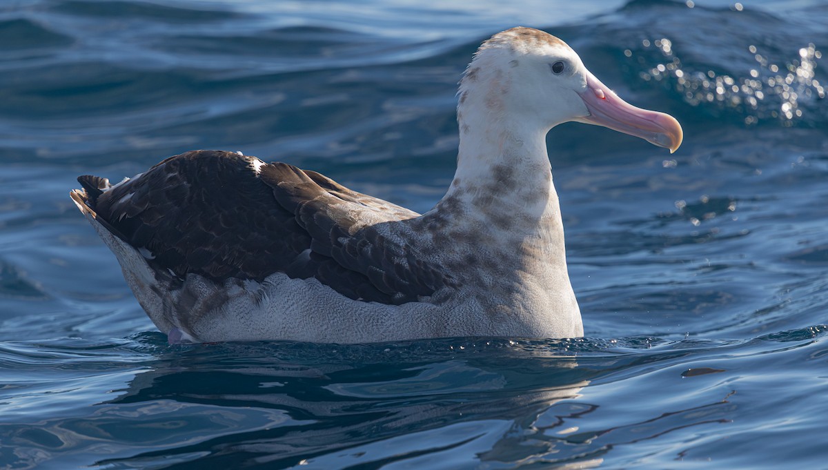 albatros jižní (ssp. gibsoni) - ML638093627