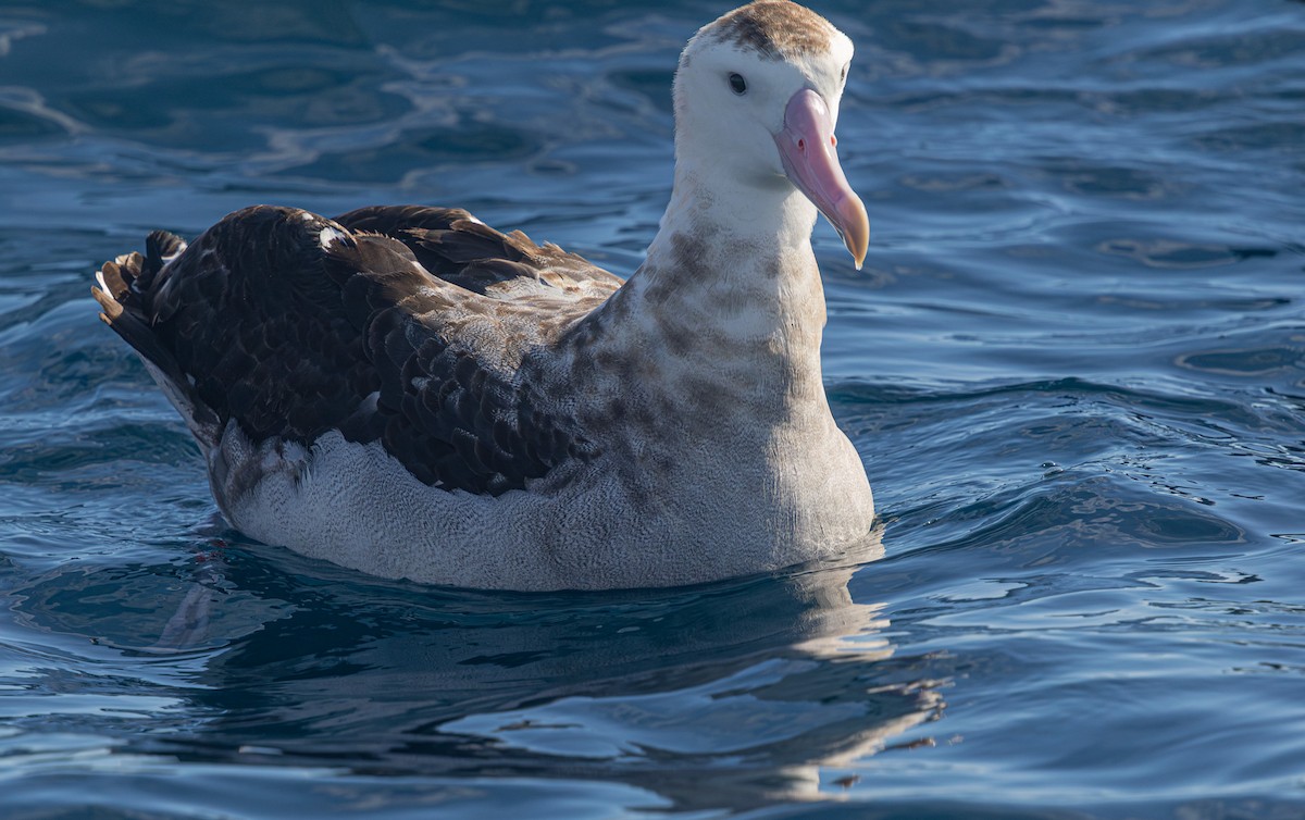 albatros jižní (ssp. gibsoni) - ML638093628