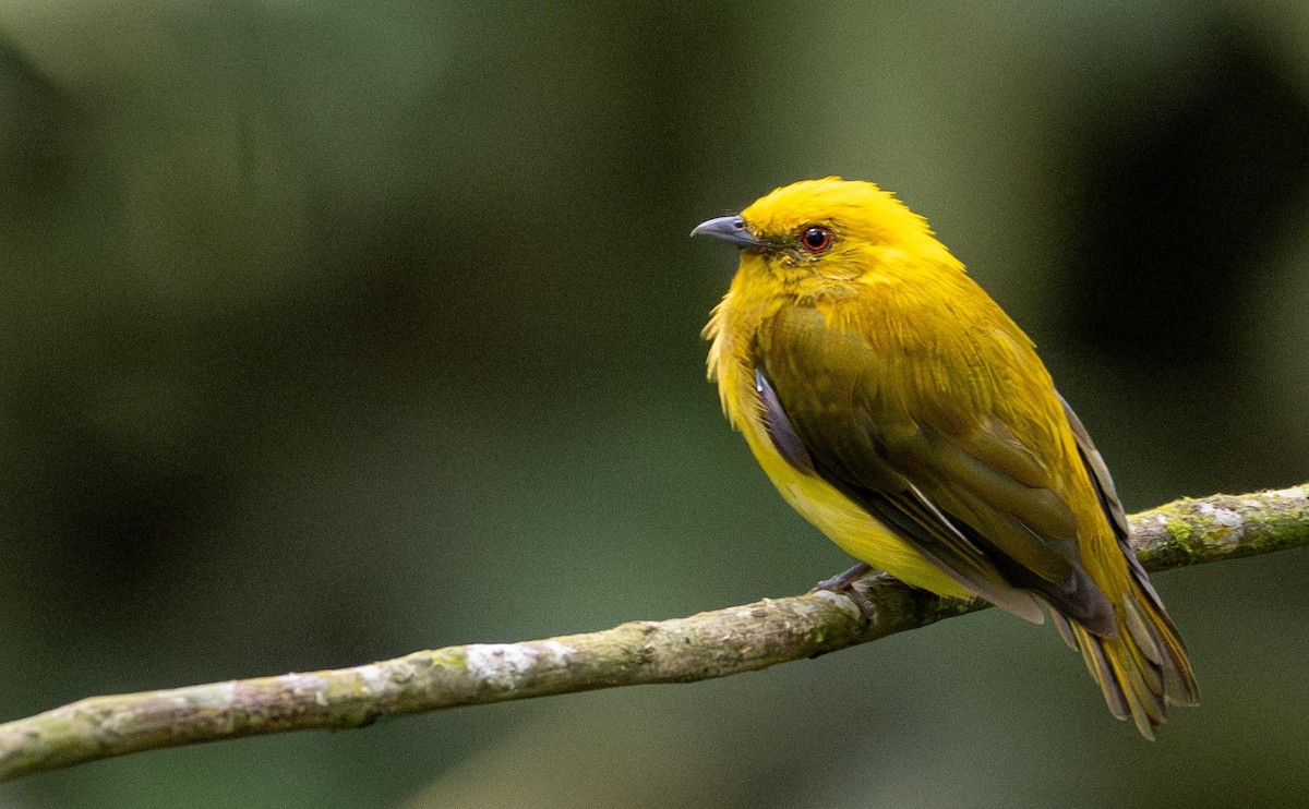 Yellow-headed Manakin - ML638093680