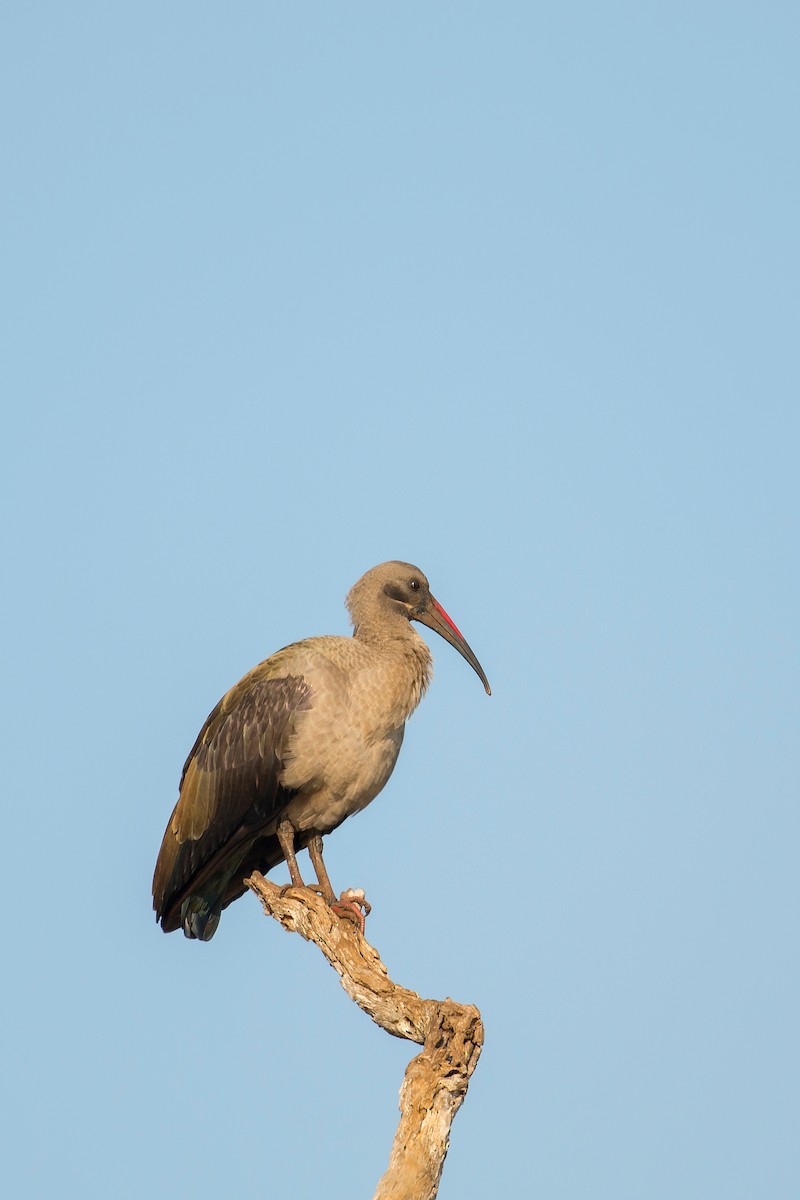 Hadada Ibis - ML638093689