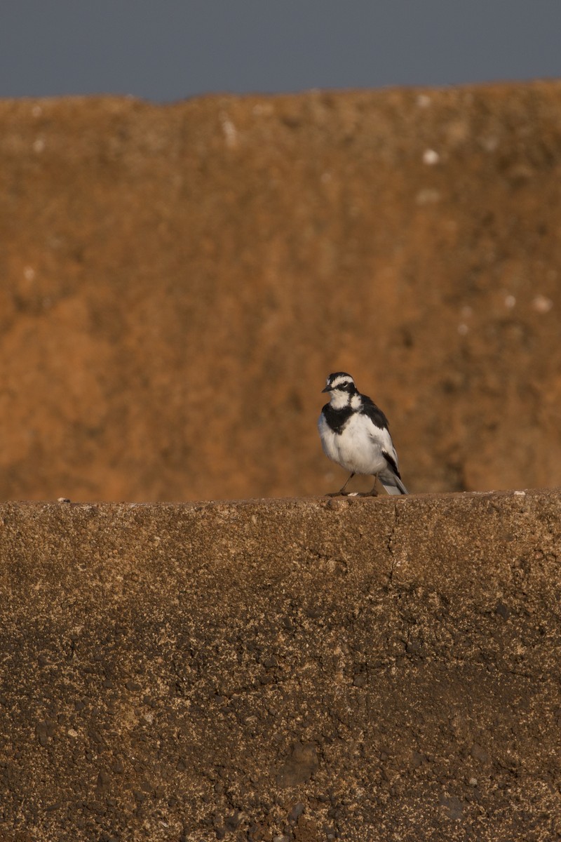African Pied Wagtail - ML638093690