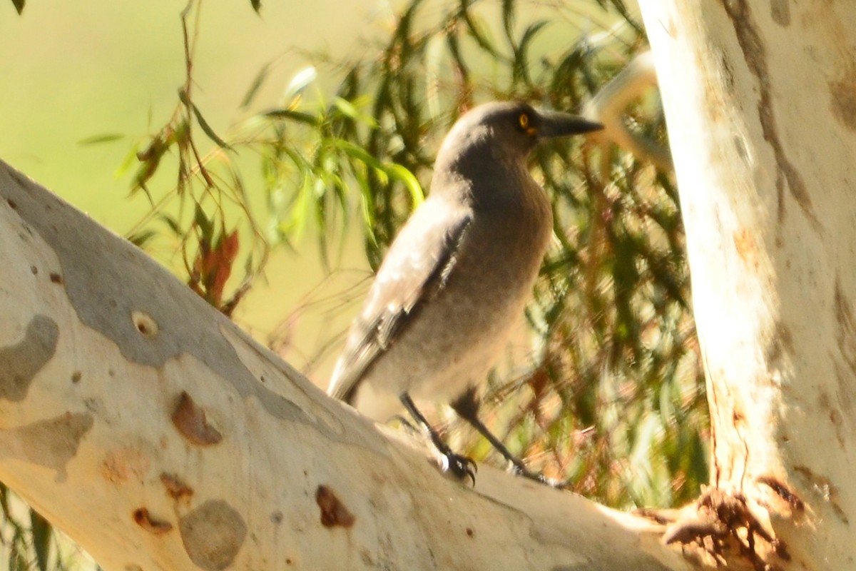 Gray Currawong - ML638093709