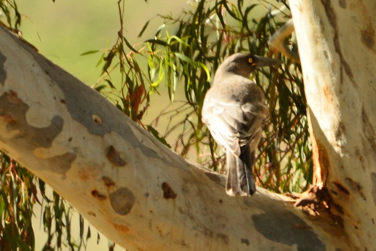 Gray Currawong - ML638093710