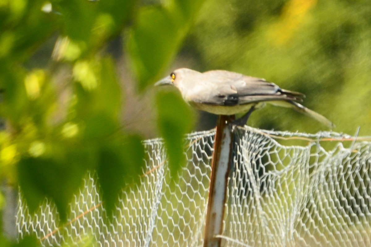 Gray Currawong - ML638093711