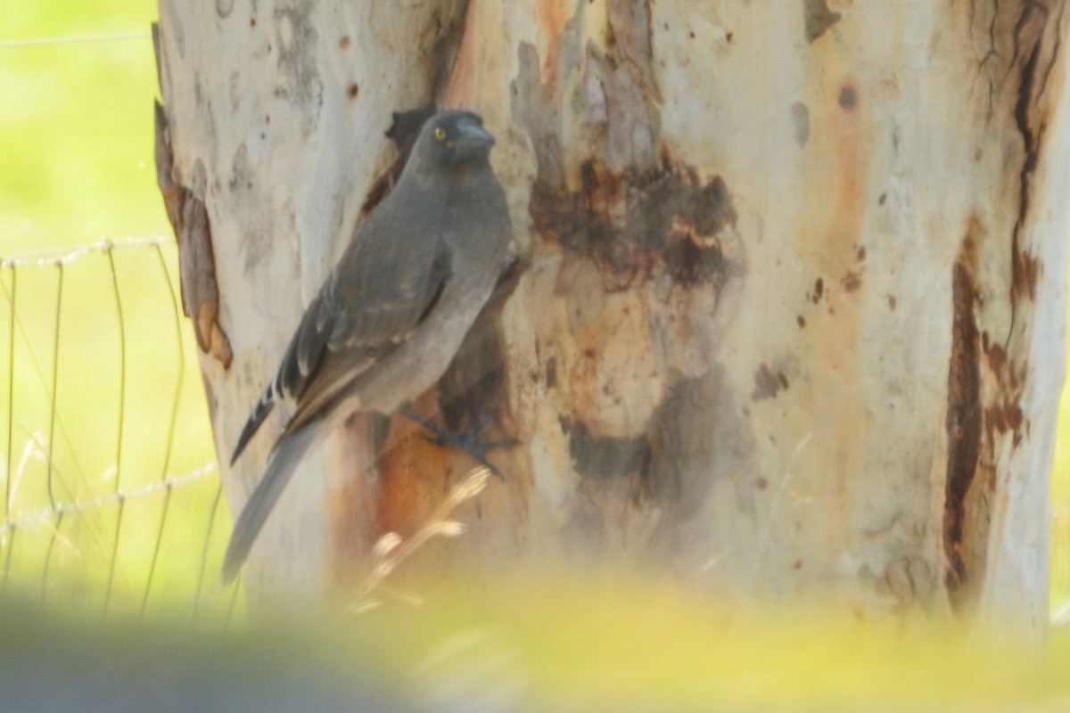 Gray Currawong - ML638093713