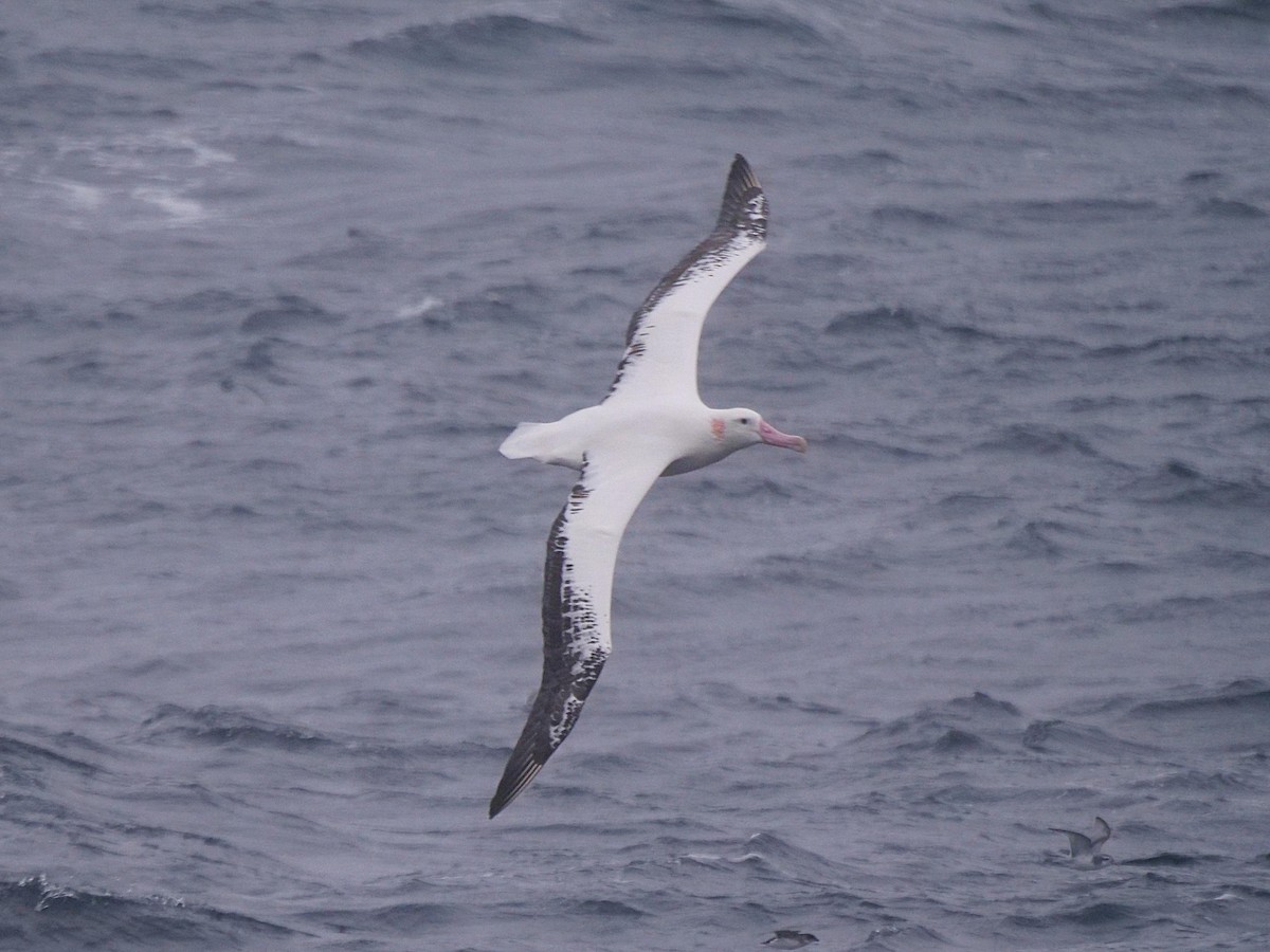 Snowy Albatross - ML638093714