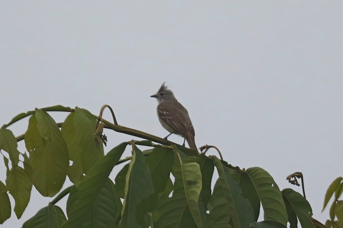 Yellow-bellied Elaenia - ML638093725
