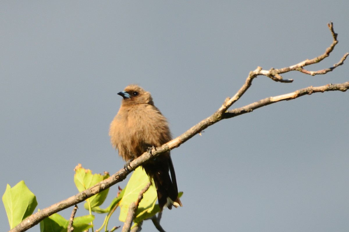 Dusky Woodswallow - ML638093727