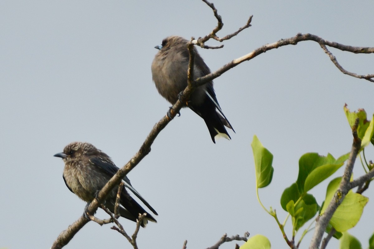 Dusky Woodswallow - ML638093728