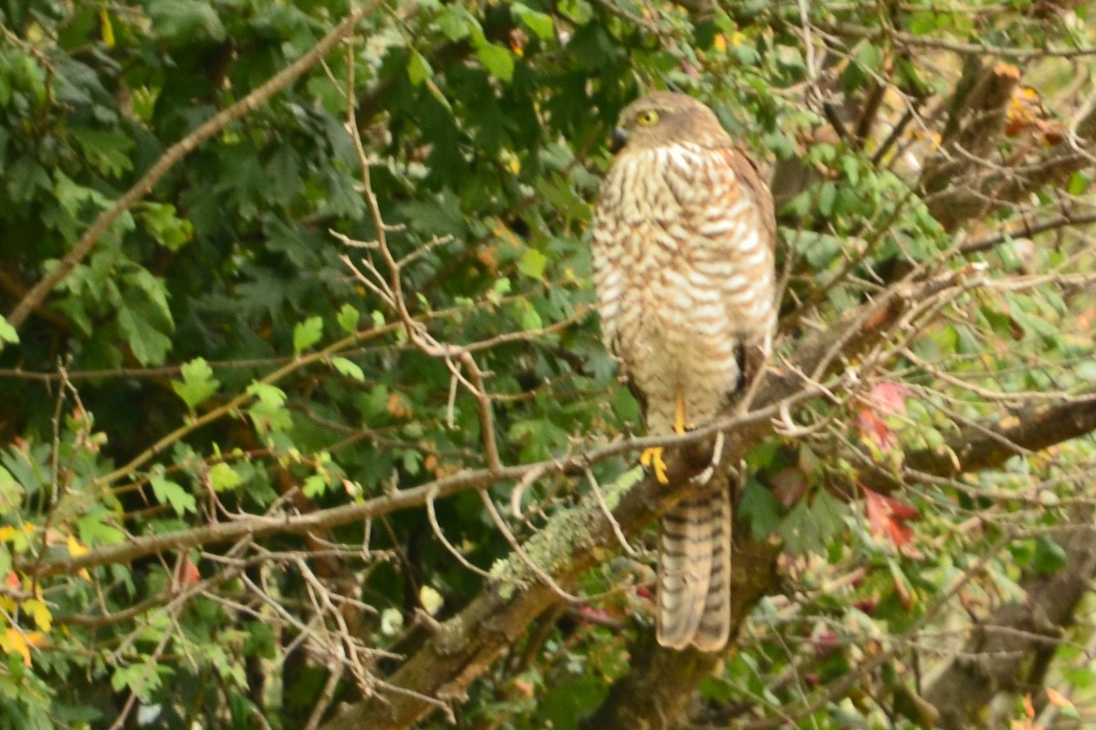 Collared Sparrowhawk - ML638093747