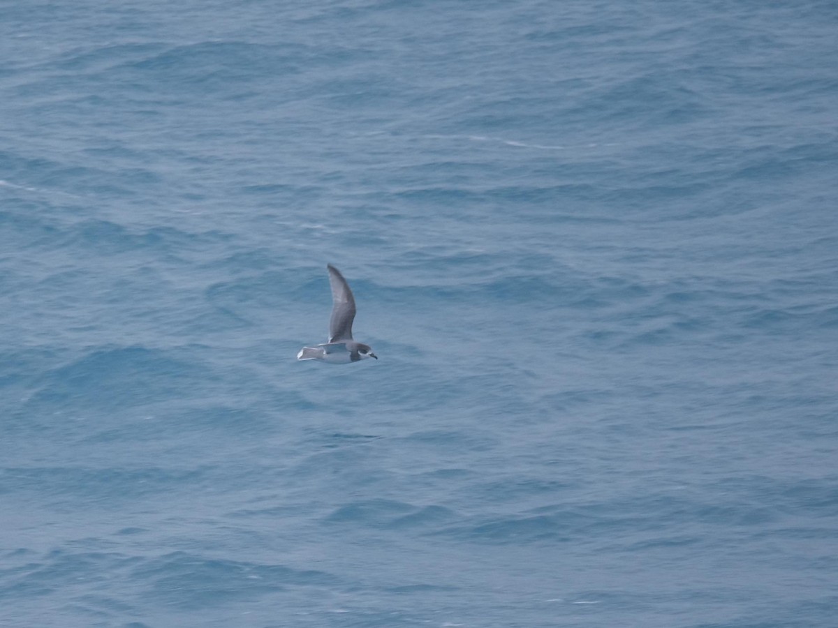 Blausturmvogel - ML638093750