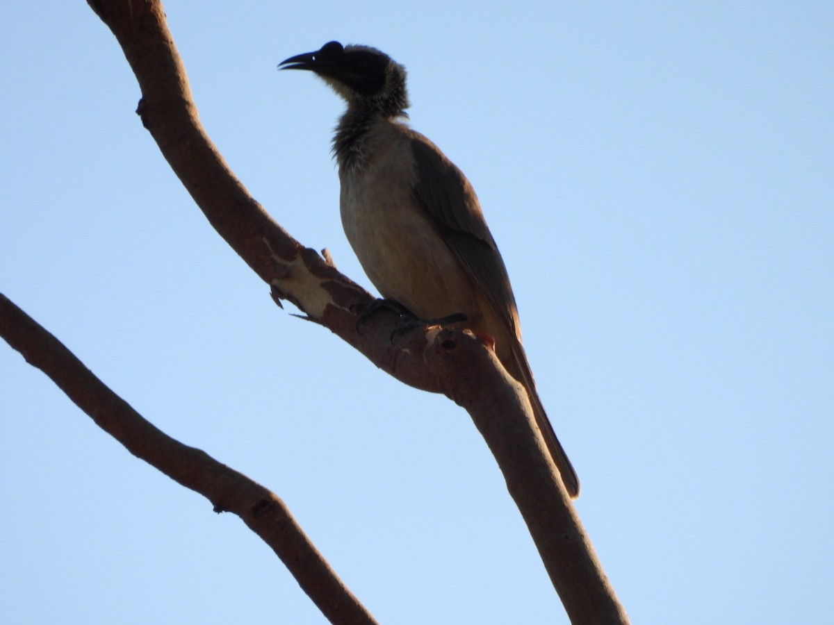 Silver-crowned Friarbird - ML638093751