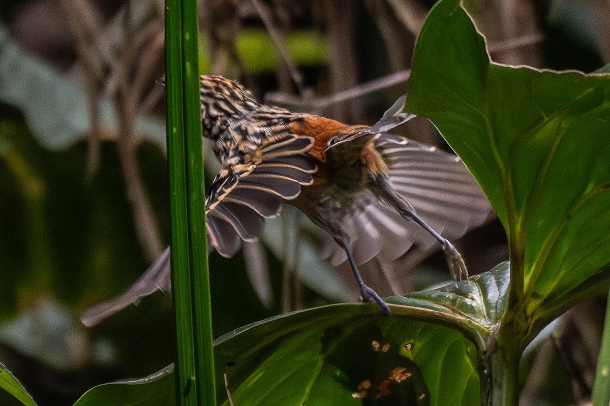 Streak-headed Antbird - ML638093756