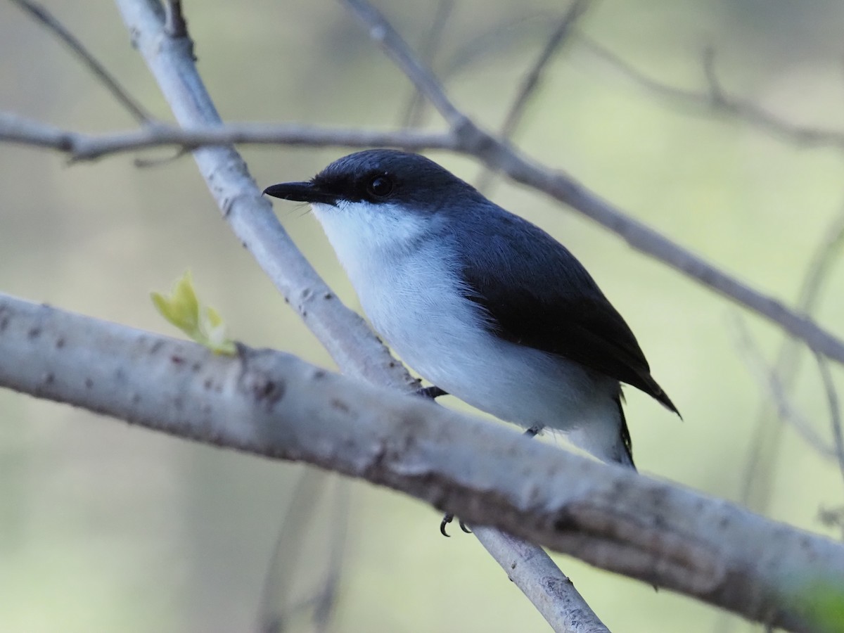 Mangrove Robin - ML638093760