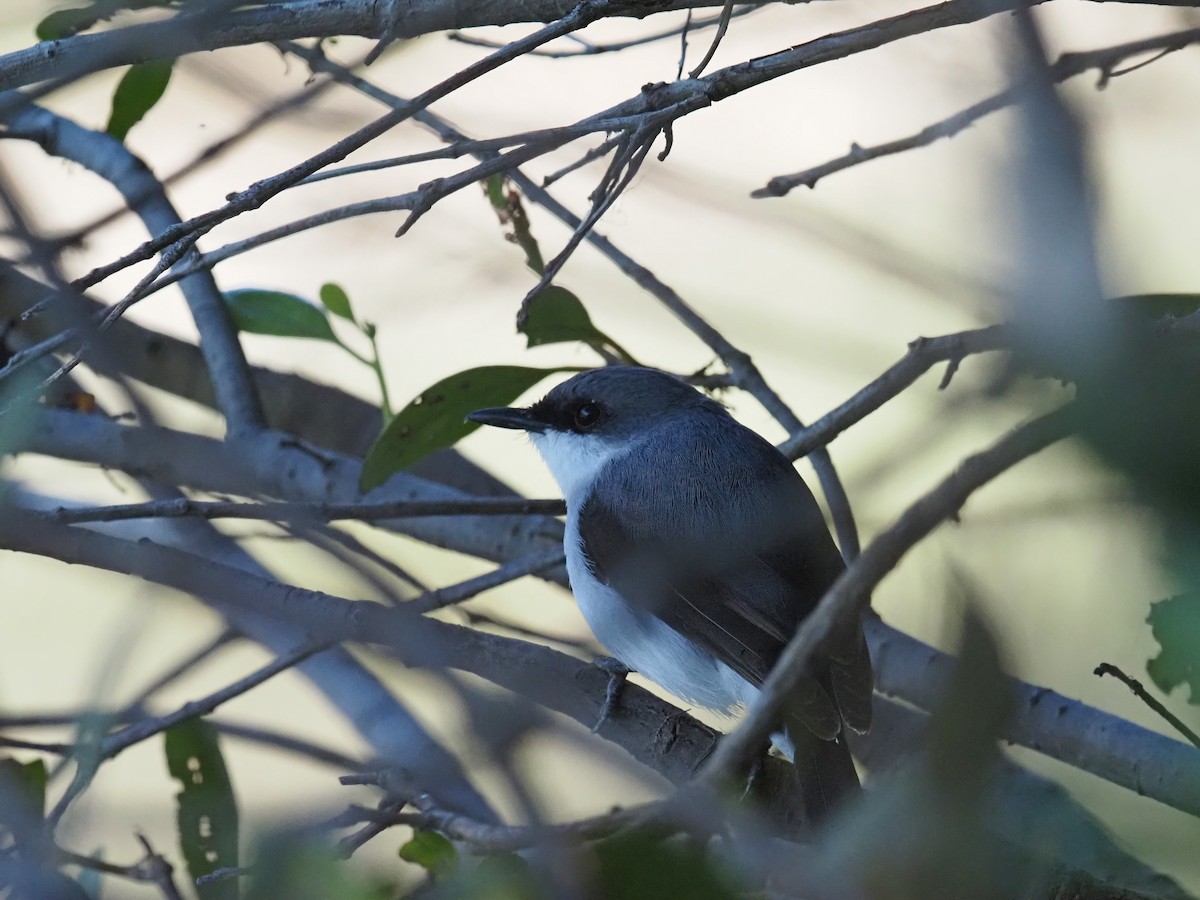 Mangrove Robin - ML638093761