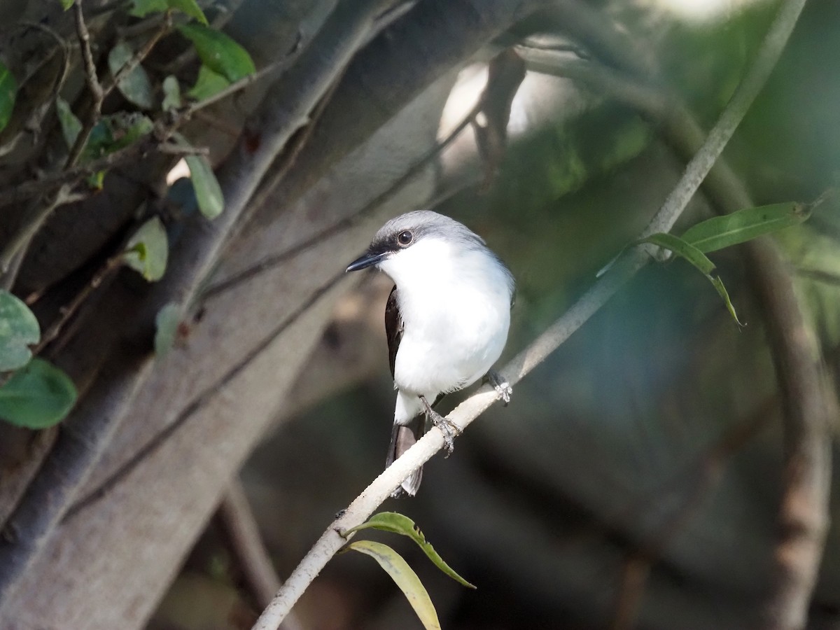 Mangrove Robin - ML638093762