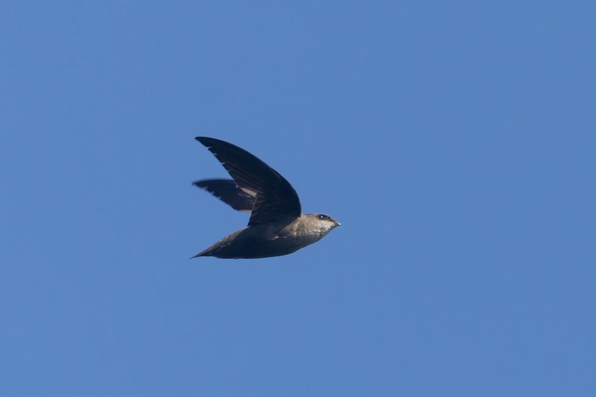 Chimney Swift - ML638093773