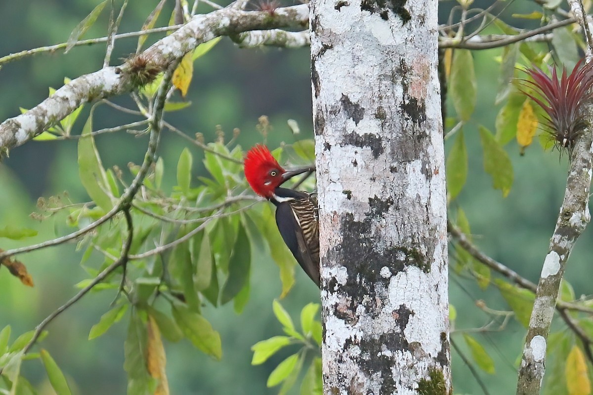 Guayaquil Woodpecker - ML638093776
