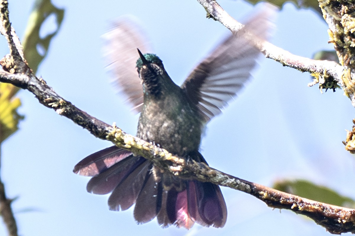 Tyrian Metaltail - ML638093817