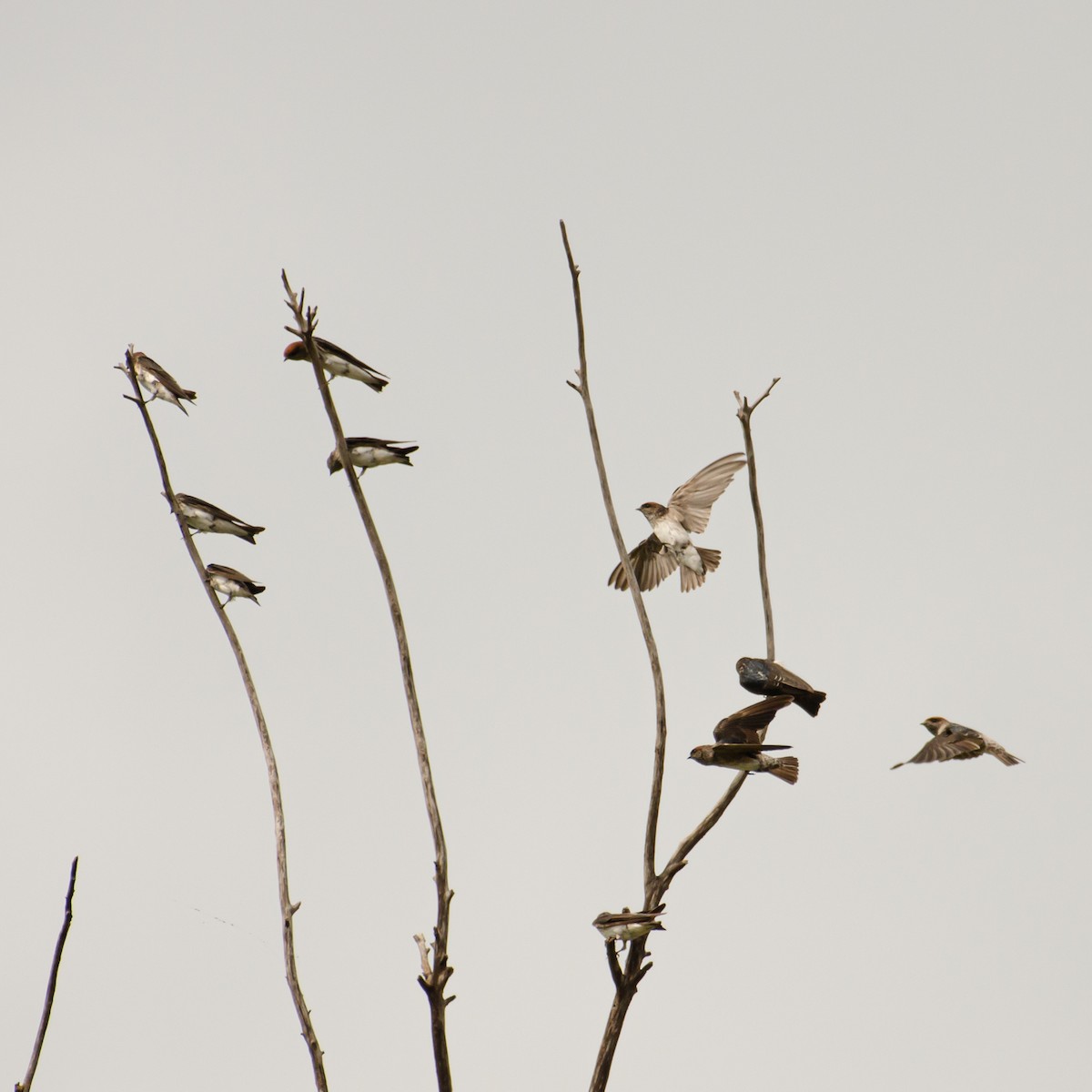 Streak-throated Swallow - ML638093830