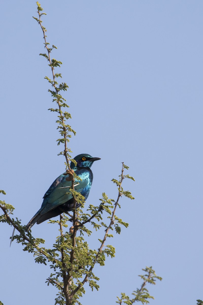 Greater Blue-eared Starling - ML638093873