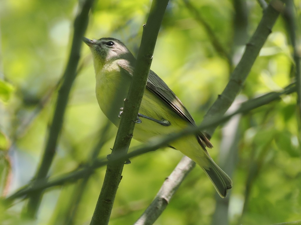 Philadelphia Vireo - ML638093880