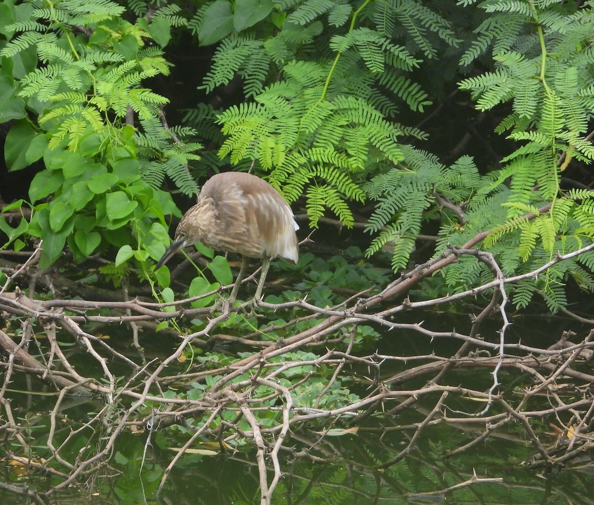 Indian Pond-Heron - ML638093908
