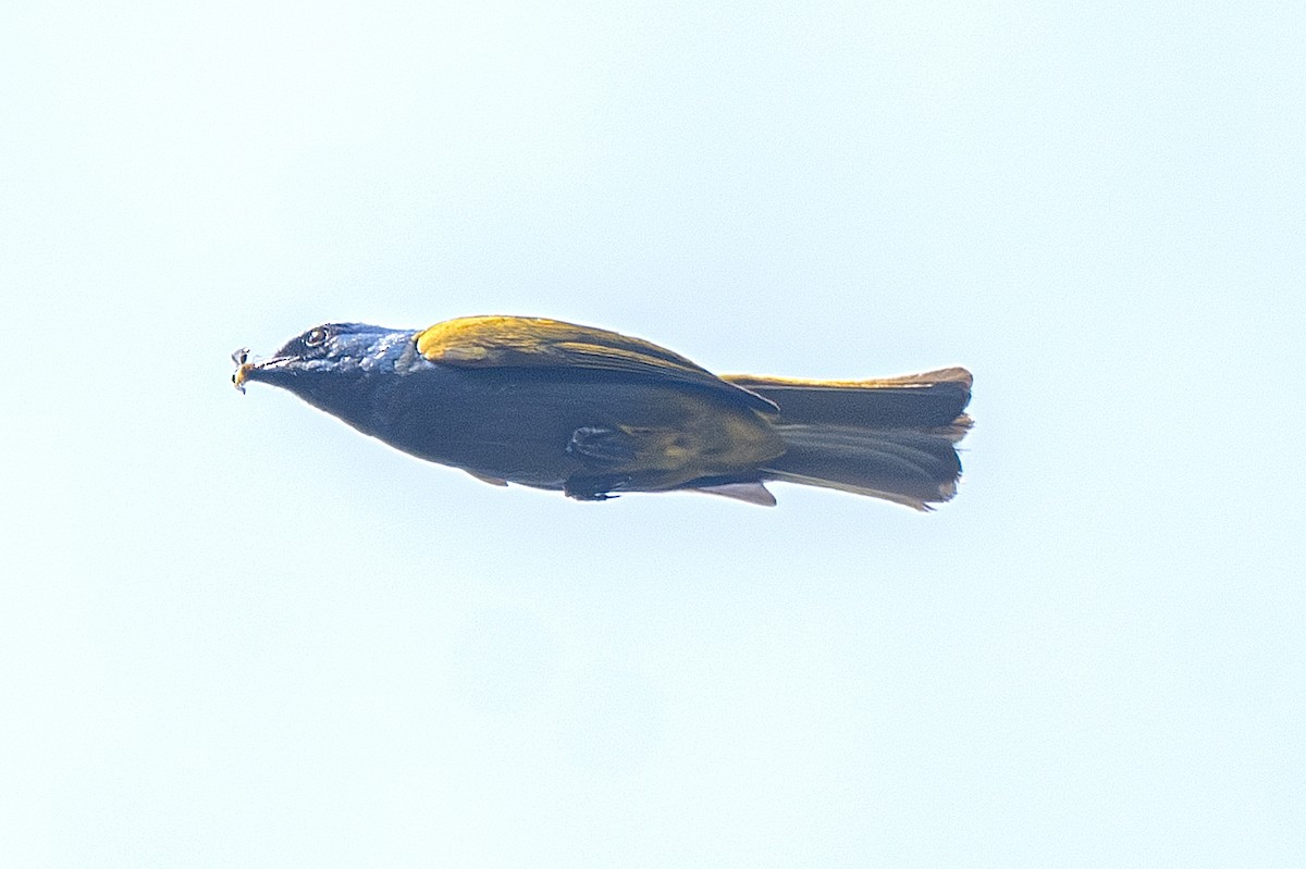 Blue-capped Tanager - ML638093918