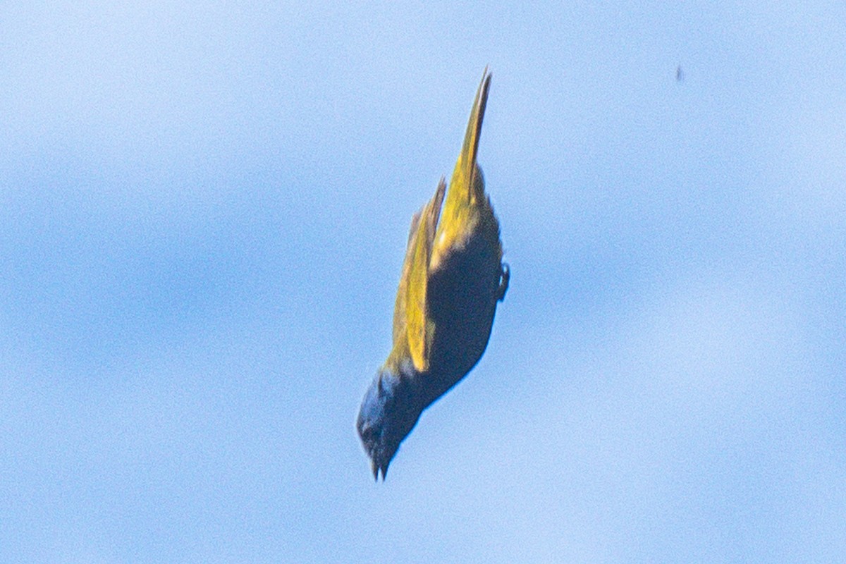 Blue-capped Tanager - ML638093919