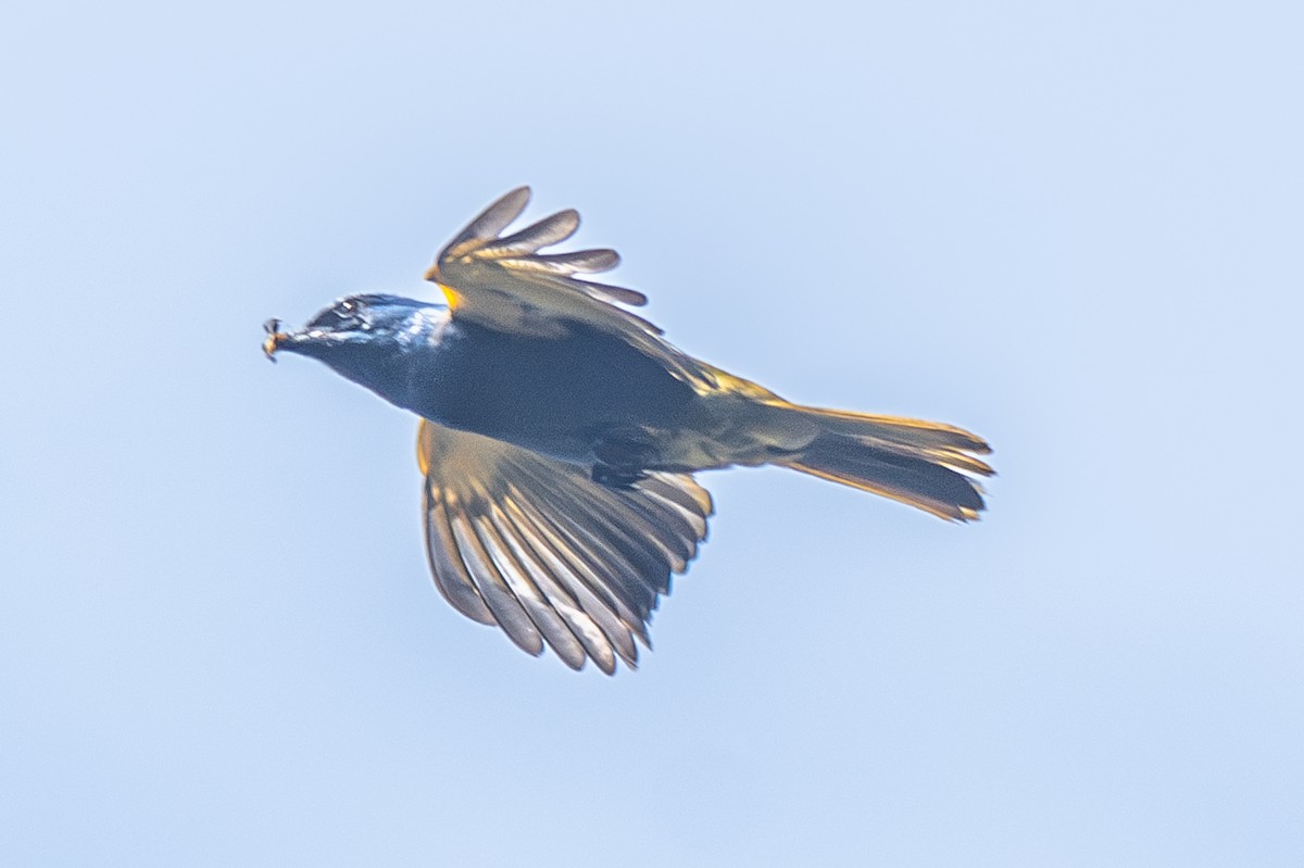 Blue-capped Tanager - ML638093920