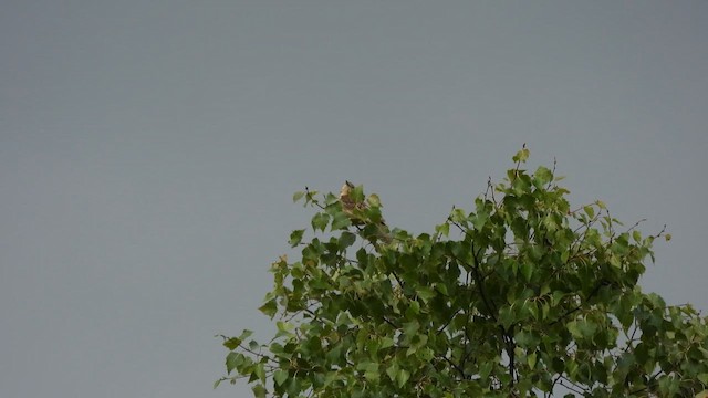 Pipit des arbres - ML638093924