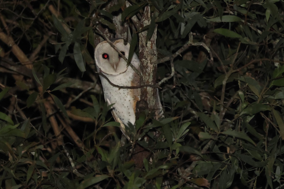 Eastern Barn Owl - ML638093956