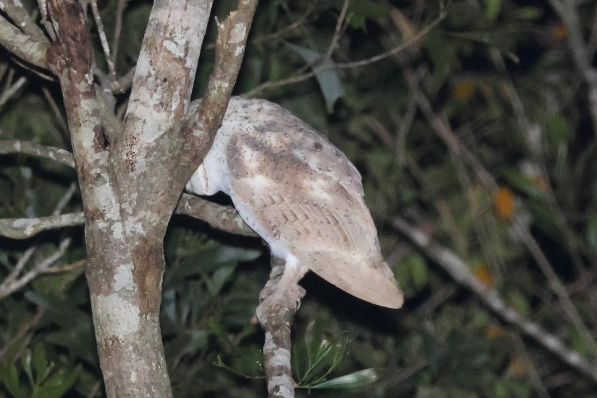 Eastern Barn Owl - ML638093964
