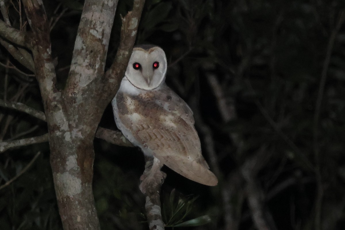 Eastern Barn Owl - ML638093965