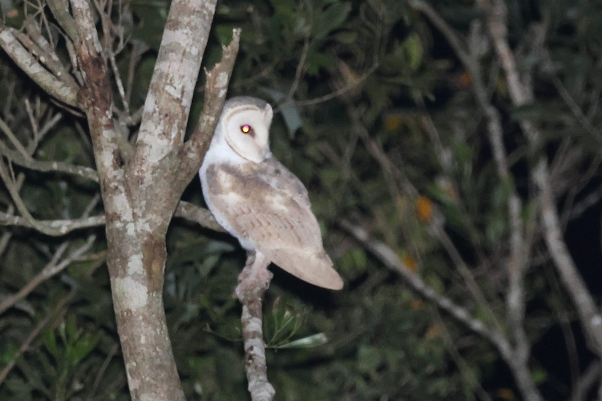Eastern Barn Owl - ML638093966