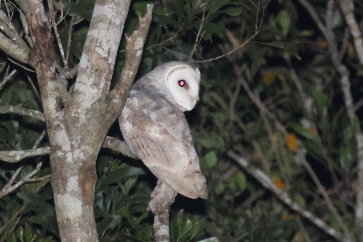 Eastern Barn Owl - ML638093967