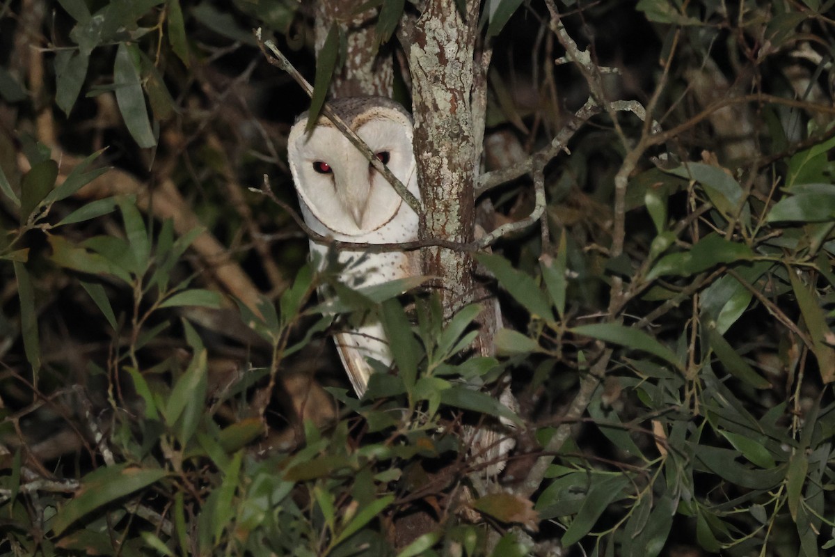 Eastern Barn Owl - ML638093968