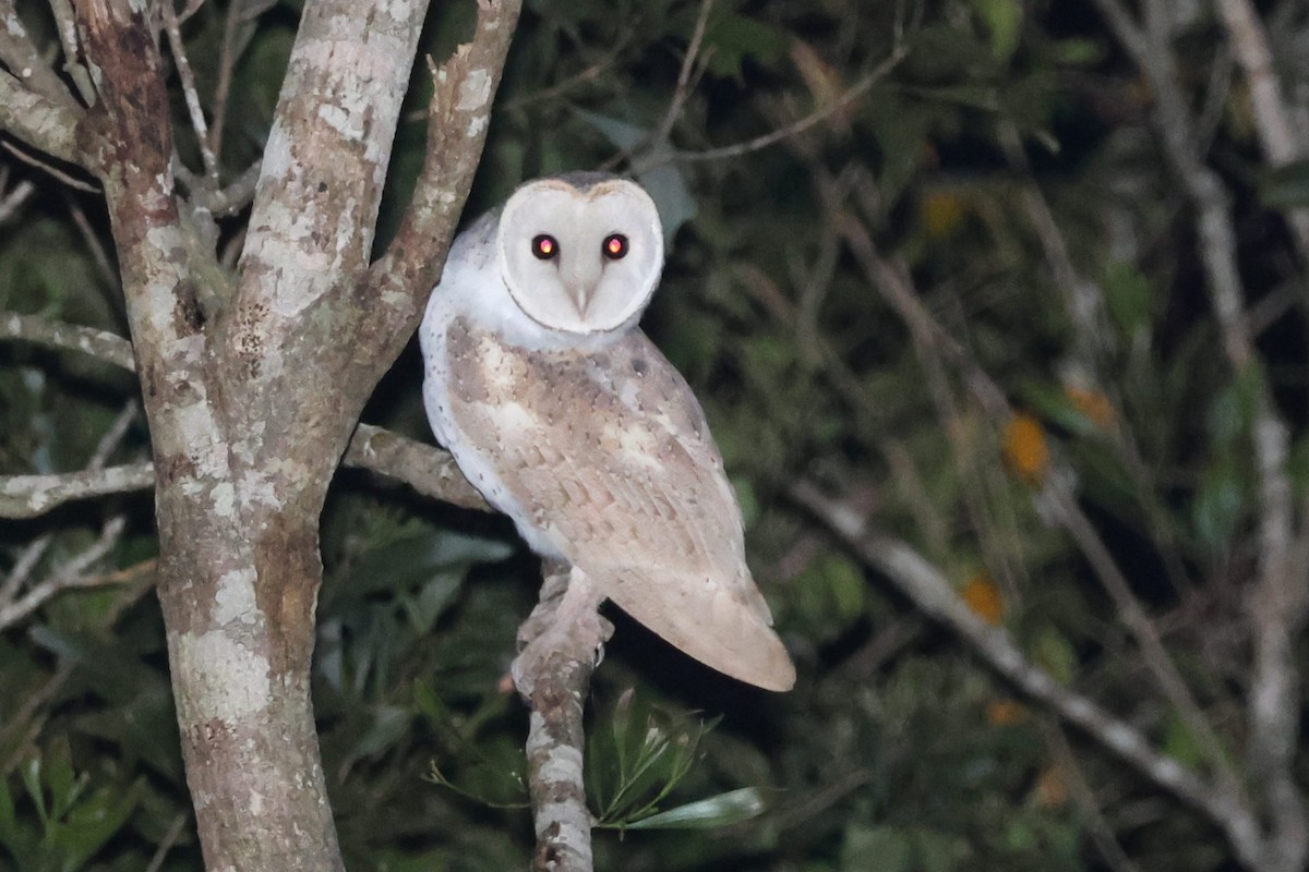 Eastern Barn Owl - ML638093969