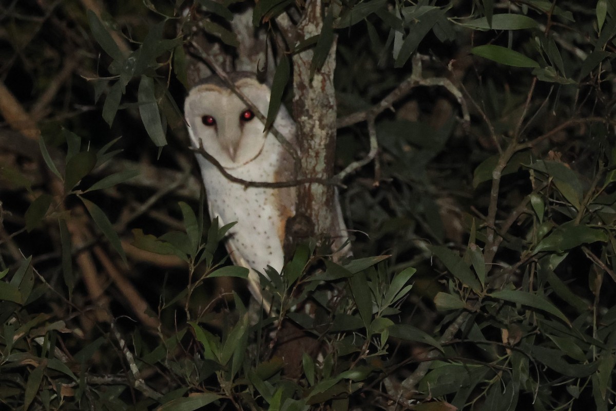 Eastern Barn Owl - ML638093970