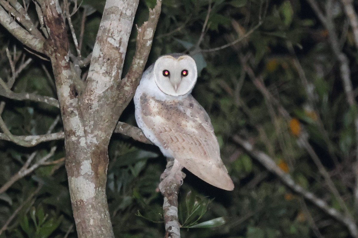 Eastern Barn Owl - ML638093971
