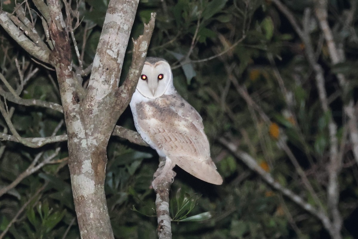 Eastern Barn Owl - ML638093972