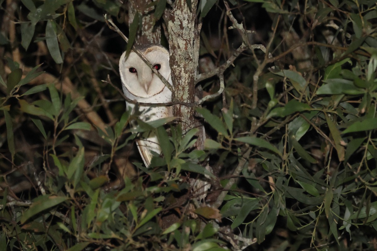 Eastern Barn Owl - ML638093973