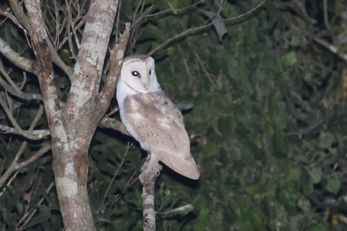 Eastern Barn Owl - ML638093974