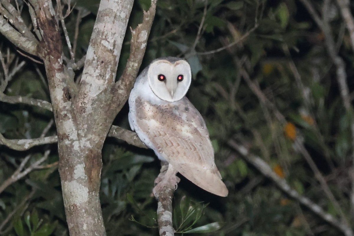 Eastern Barn Owl - ML638093975
