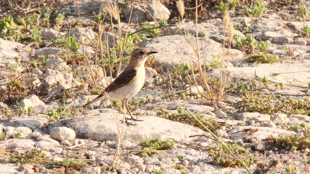 Western Black-eared Wheatear - ML638093980