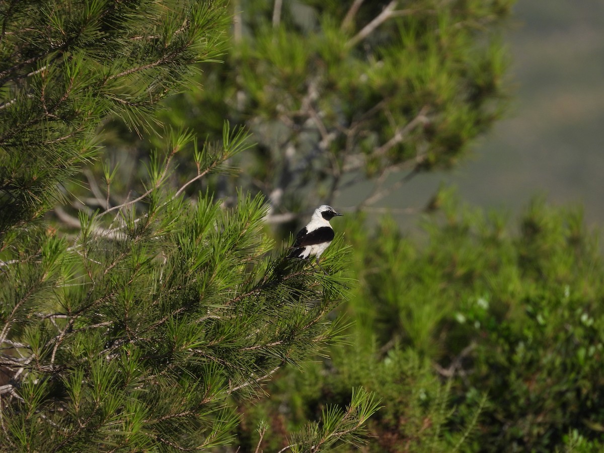 Western Black-eared Wheatear - ML638093986